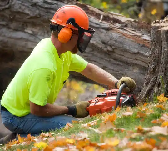 tree services Hayti Heights